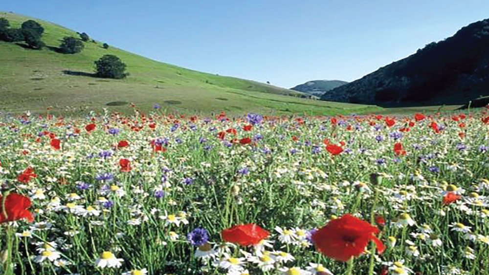 Fiori di campo